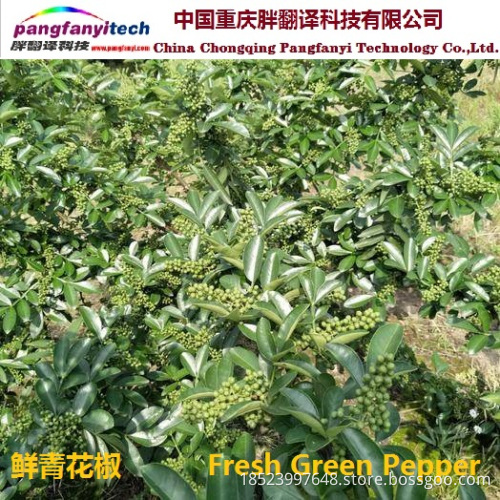 Fresh Nutritional  Spicy Tasty Self-planted Green Pepper